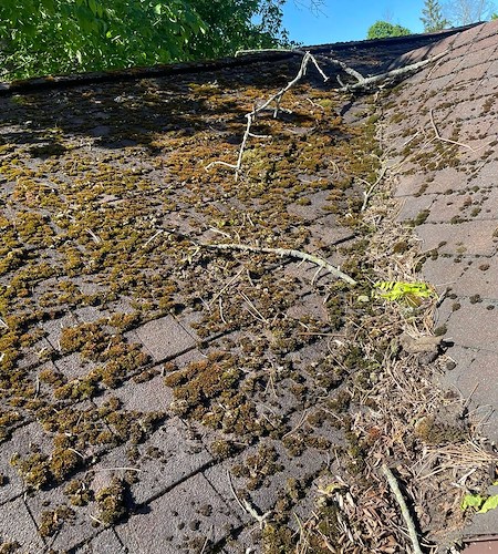 How Roof Cleaning Extends Shingle Life for Buffalo Area Homes